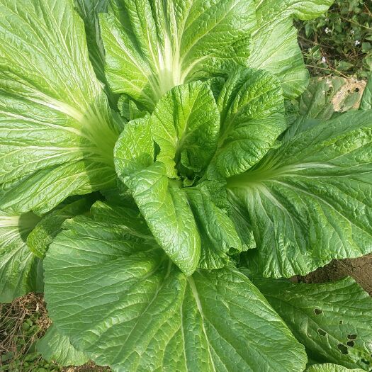 贵阳芥菜（贵州本地青菜）