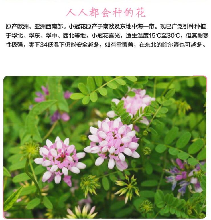 多边小冠花种子多变小冠花多年生景观护坡花卉庭院盆栽花海种子