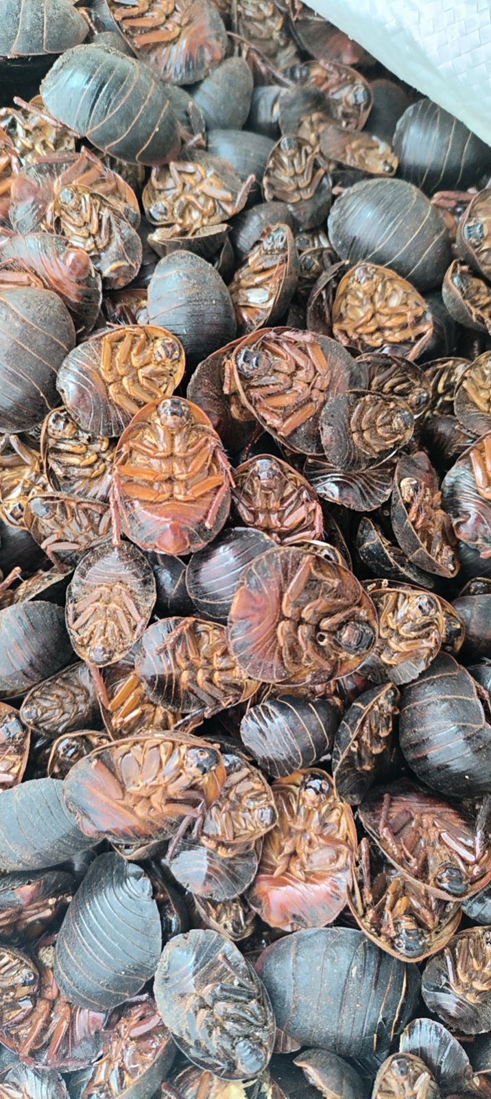 土元干货，不多，价格便宜，过筛货，有需要的朋友联系！