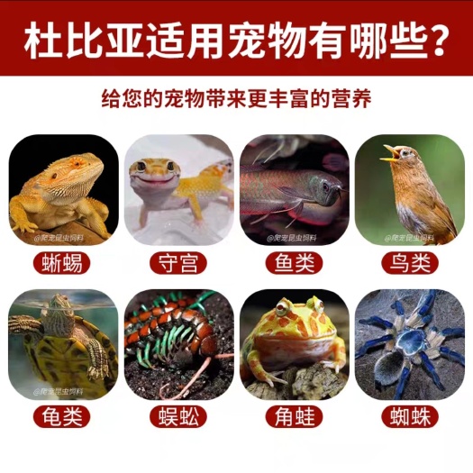 睢宁县自家养殖的杜比亚蟑螂，有需要的可以联系我