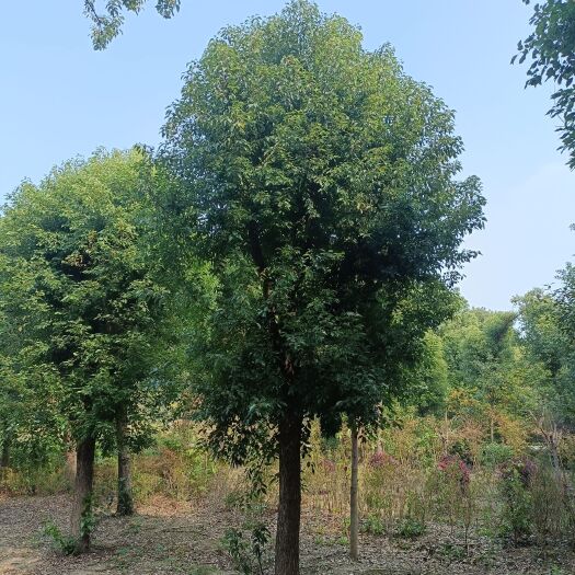泰州香樟，胸径18cm