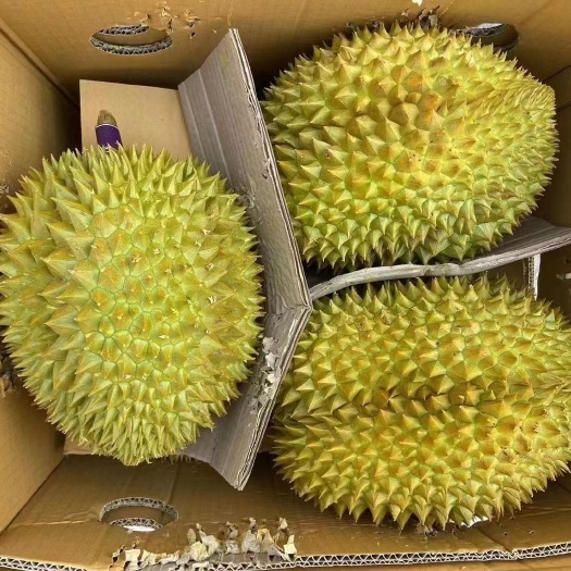 广州泰国金枕榴莲一手货源