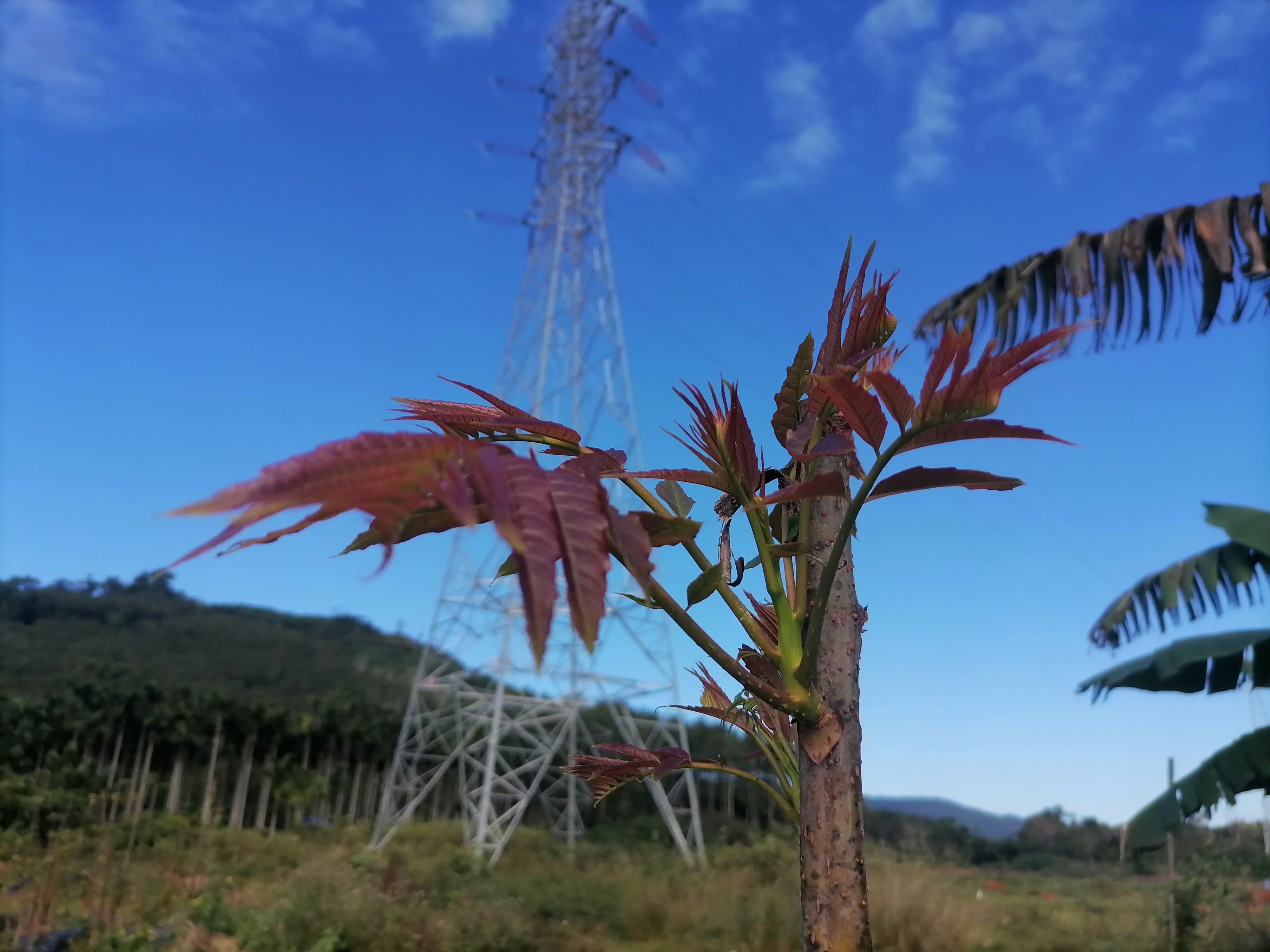 红油香椿芽