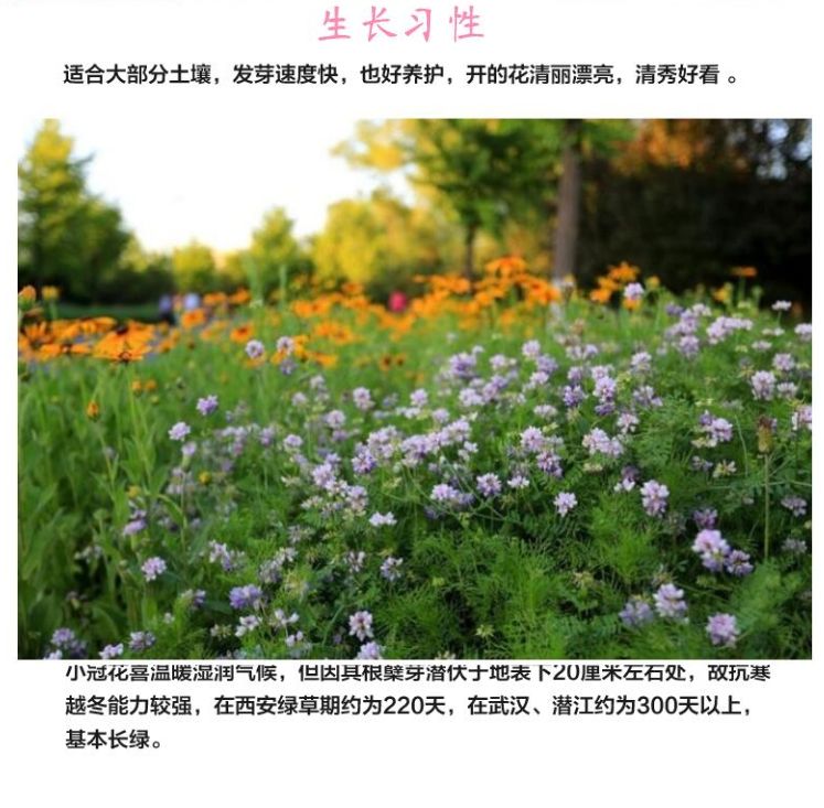 多边小冠花种子多变小冠花多年生景观护坡花卉庭院盆栽花海种子