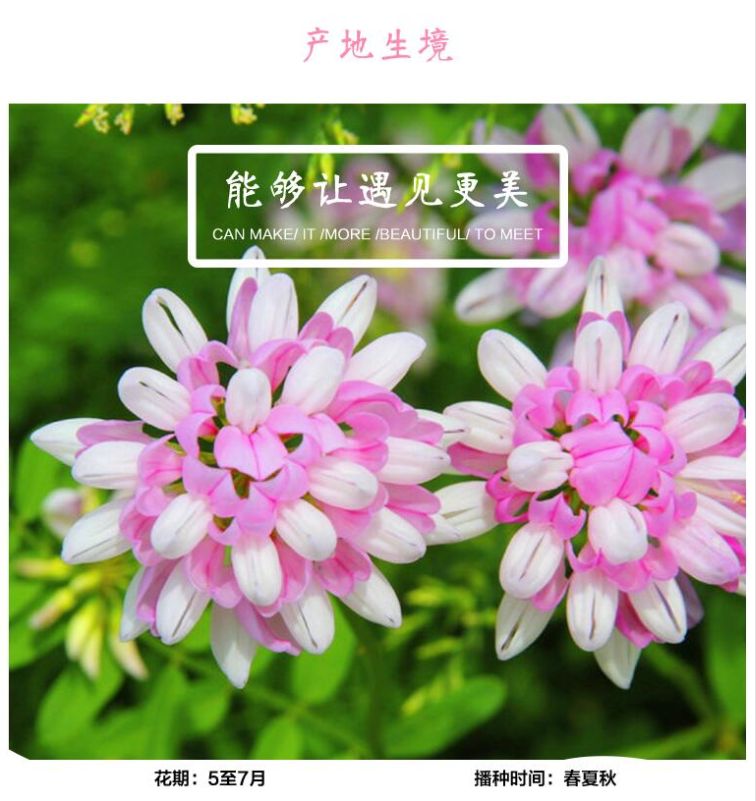 多边小冠花种子多变小冠花多年生景观护坡花卉庭院盆栽花海种子