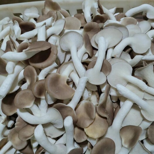 房县秀珍菇