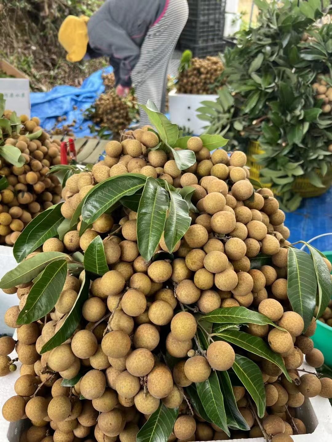 现摘海南龙眼果肉厚紧致基地直供现货秒发