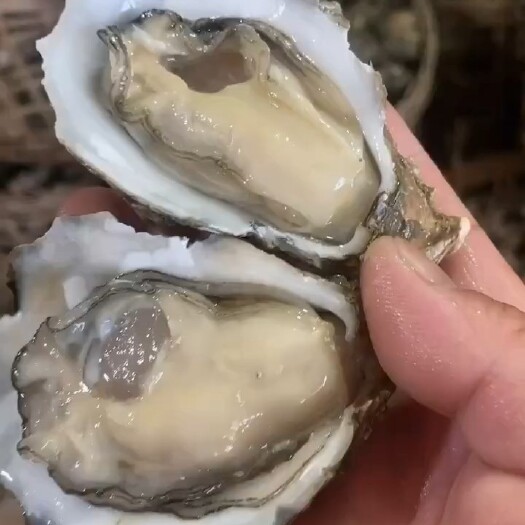 北海北海脆肉白蚝