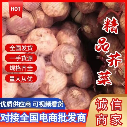 周口淮阳区 芥菜 洋芥菜 大头菜 都大量供应中，无空心和糠心！！
