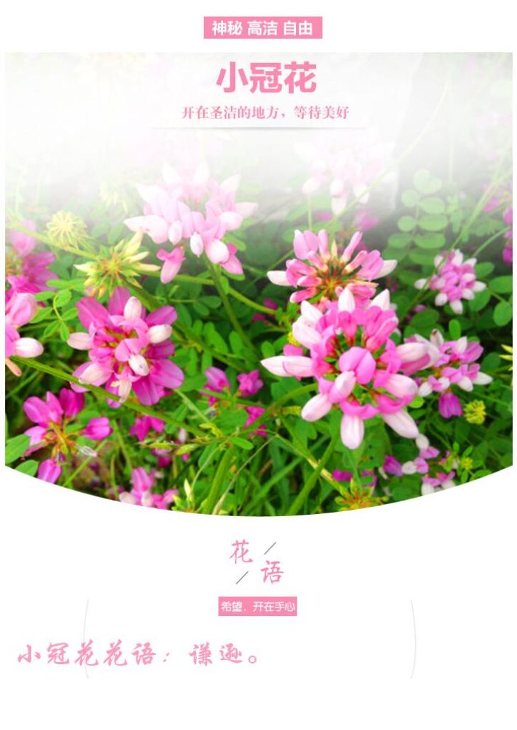 多边小冠花种子多变小冠花多年生景观护坡花卉庭院盆栽花海种子