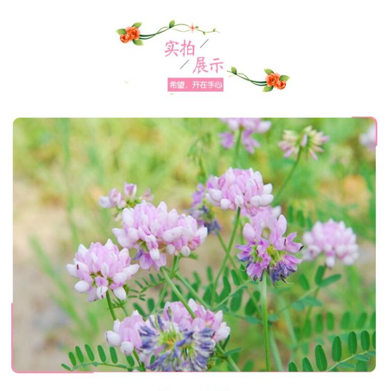 多边小冠花种子多变小冠花多年生景观护坡花卉庭院盆栽花海种子