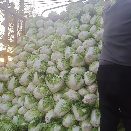 周口淮阳区 大白菜 已经大量上市了，品种齐全，需要的客户请联系！