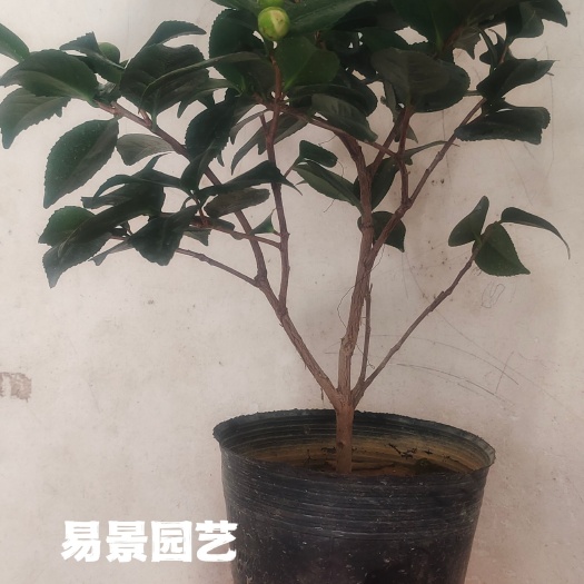 漳平市茶花带花苞树苗盆栽重瓣香妃茶花绿植室内室外耐寒浓香型好养易活