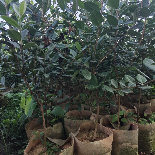 平和县菲油果苗木2一3年苗，欢迎关注