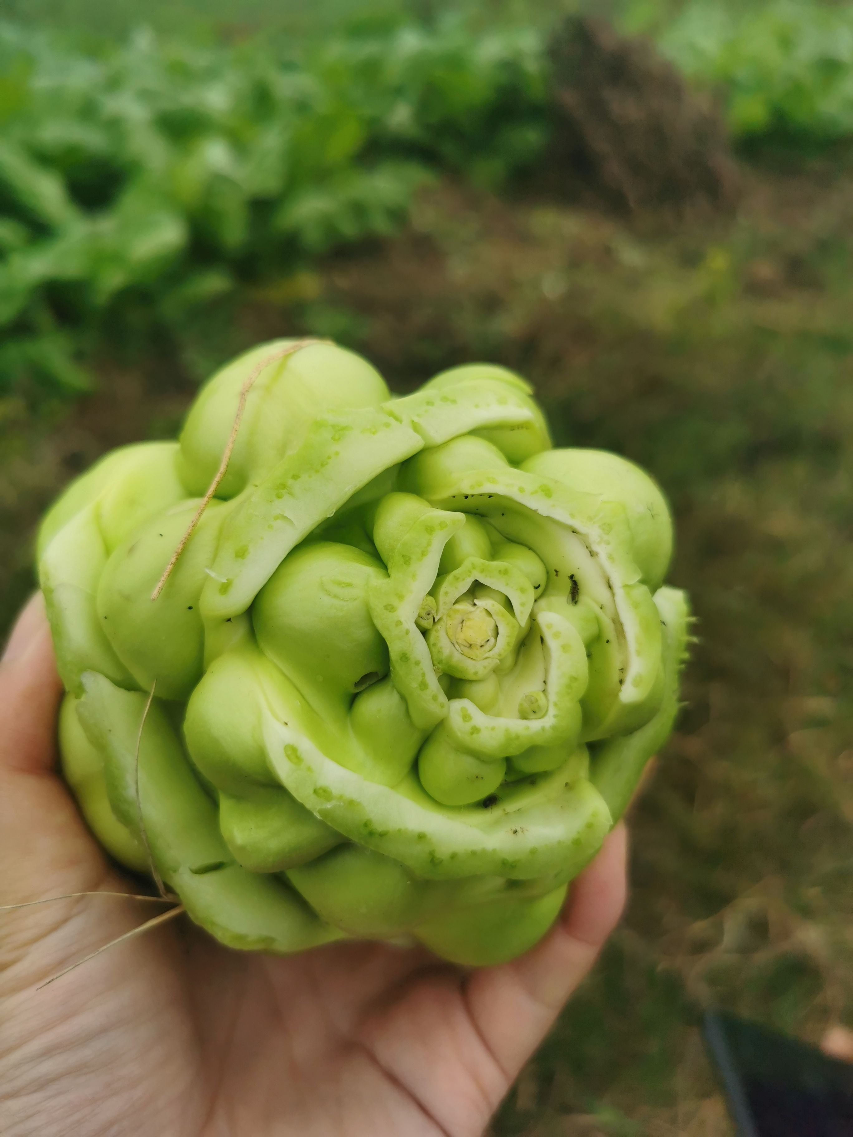 小叶榨菜，货源充足，市场绿通货，工厂货大量供应。
