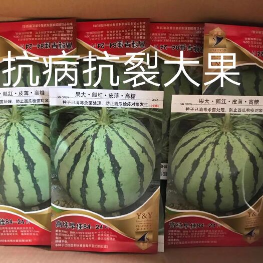 扶沟县高纯早佳84~24F1西瓜种子果大瓤红早熟品质好产量高商