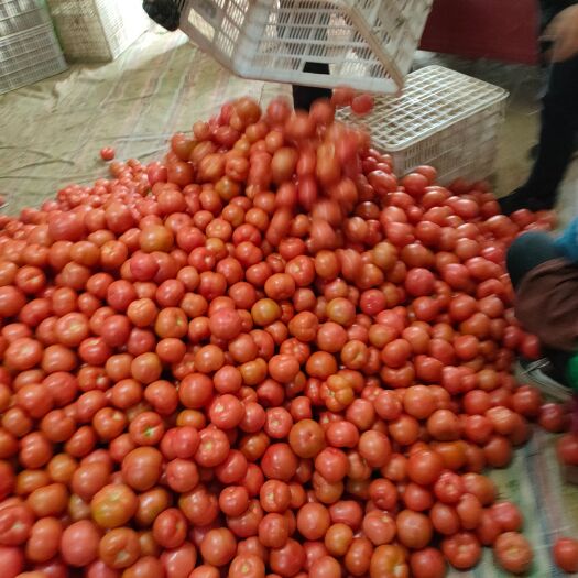 山东菏泽定陶黄店西红柿大量上市货源充足价格美丽，谢谢合作。