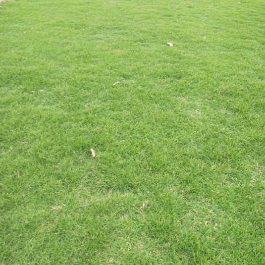 富川县马尼拉草皮