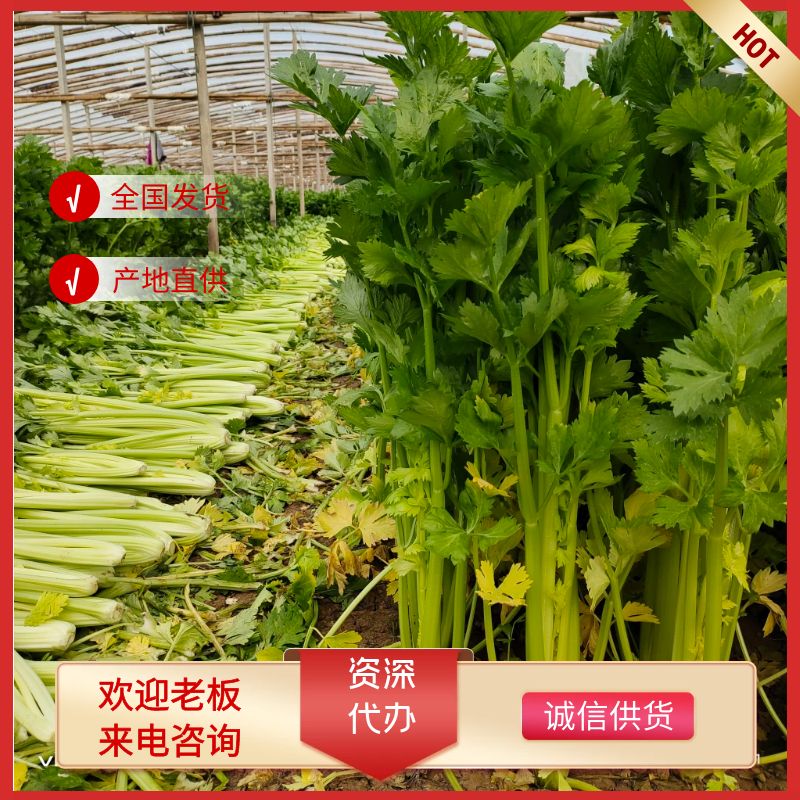夏邑大棚西芹，大量上市中，全国代发！