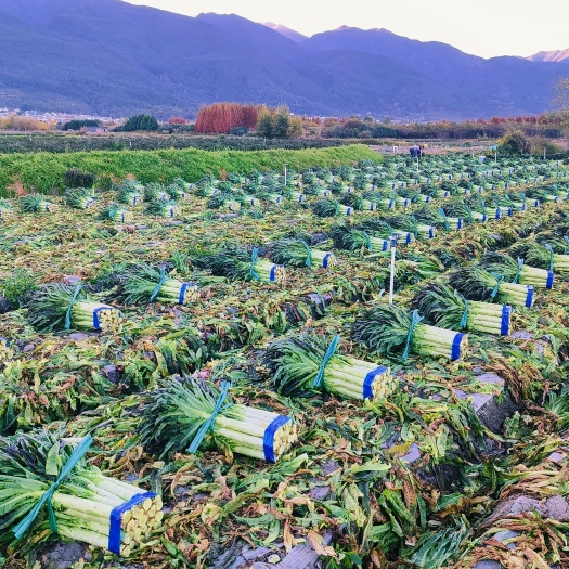 大理市红叶香莴笋，货源充足，大量供应