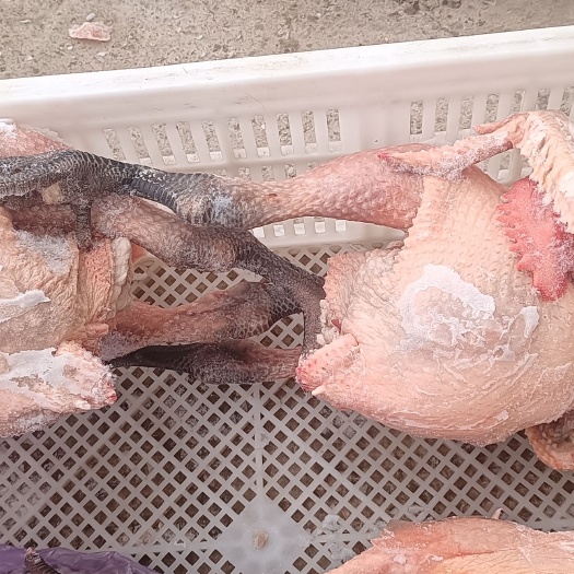 太和县白条鸡  青脚公鸡.土鸡
