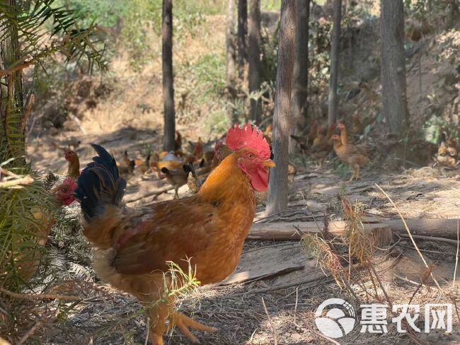 佳节又快到，土鸡大量有，靓价出售灵山香鸡，深山老林放养走地鸡