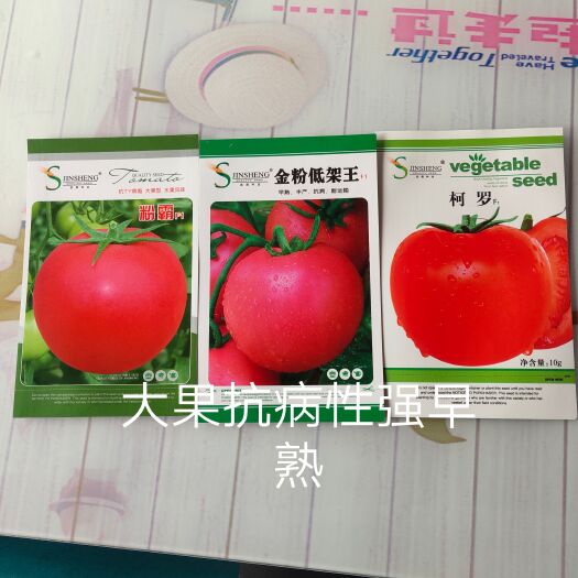 扶沟县金粉低架王番茄种子早熟果型大皮厚抗裂果亩产1万公斤