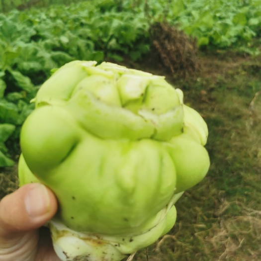 三臺縣小葉榨菜，貨源充足，市場綠通貨，工廠貨大量供應(yīng)。