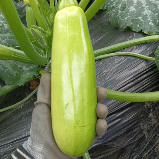费县本人常年出售精品绿皮西葫芦，