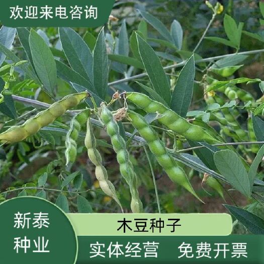 沭阳县木豆种子 新采护坡灌木绿肥新种子山林绿化 耐寒耐旱耐贫瘠包邮