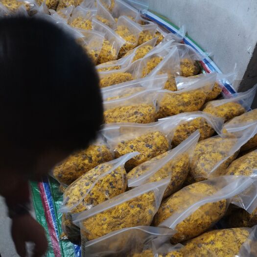 汉中金丝皇菊