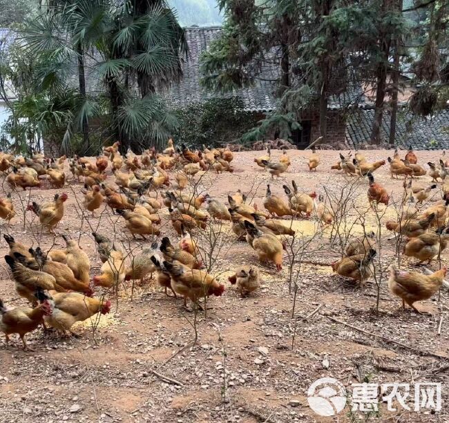 佳节又快到，土鸡大量有，靓价出售灵山香鸡，深山老林放养走地鸡