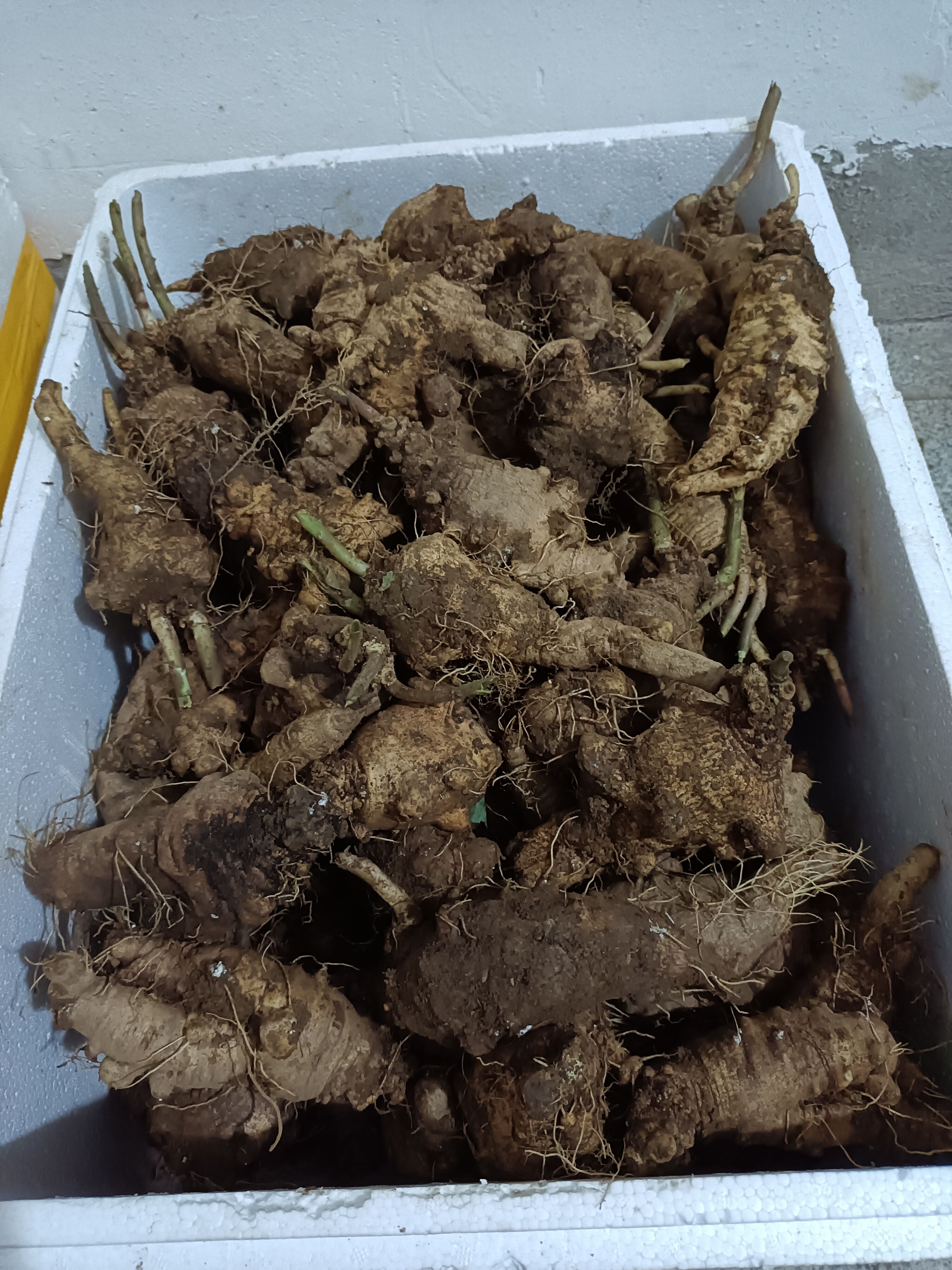 大别山也生四叶参  山海螺