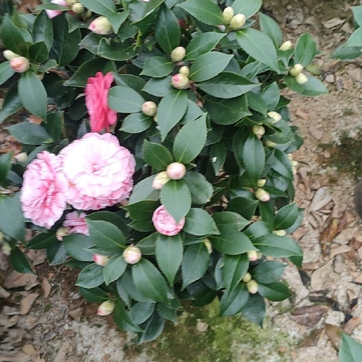 漳平市精品茶花，五色赤单，花开多色，独杆，带花苞带花发货