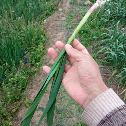 中江县我是一名种植户 有40多亩地的红根蒜苗 在德阳市中江县城边