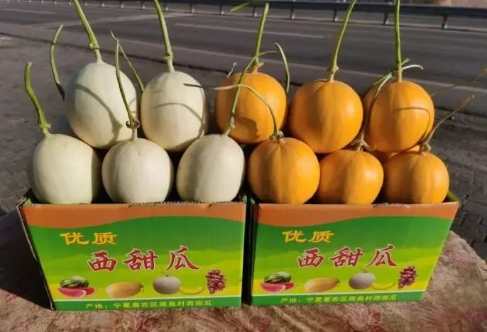 宁夏甜瓜