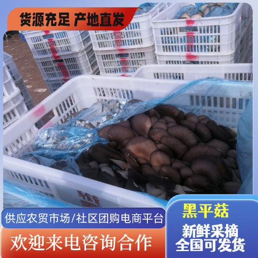 冠县【山东黑平菇】 灰白平菇 聊城蘑菇产地直发 鲜平菇全国可发货