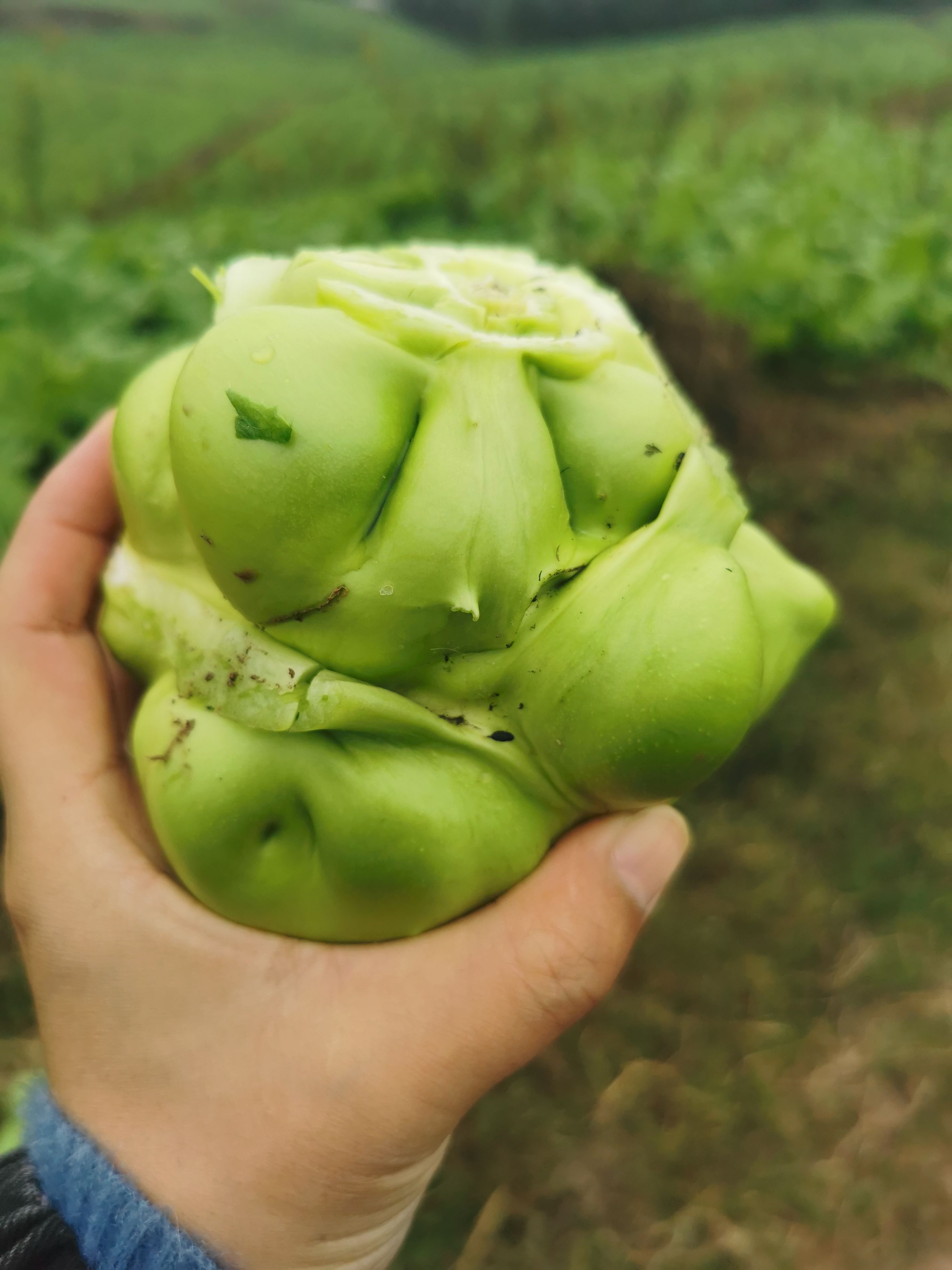小叶榨菜，货源充足，市场绿通货，工厂货大量供应。