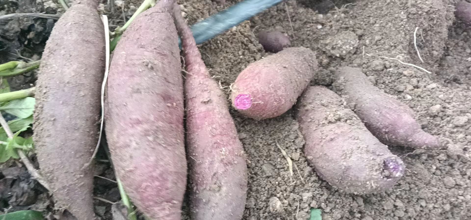 海南小花叶紫薯