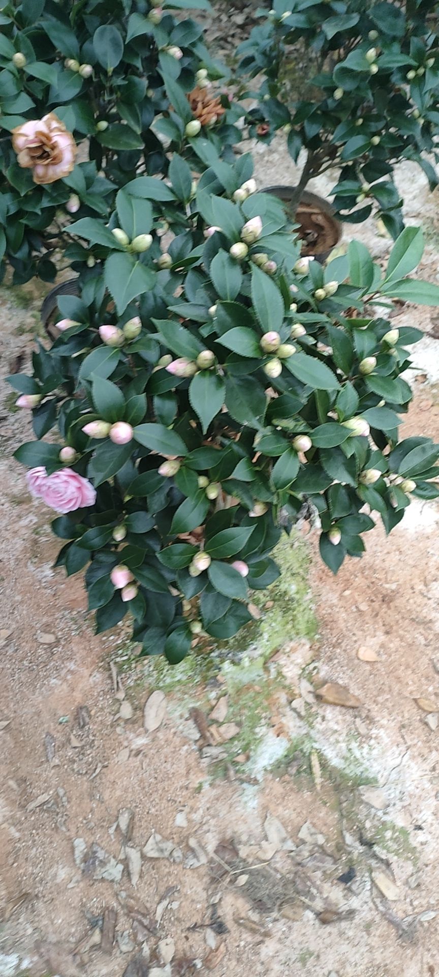 精品茶花，五色赤单，花开多色，独杆，带花苞带花发货