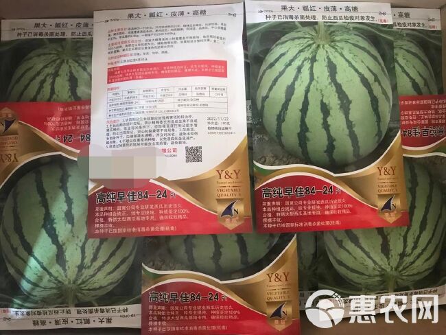 高纯早佳84~24F1西瓜种子果大瓤红早熟品质好产量高商