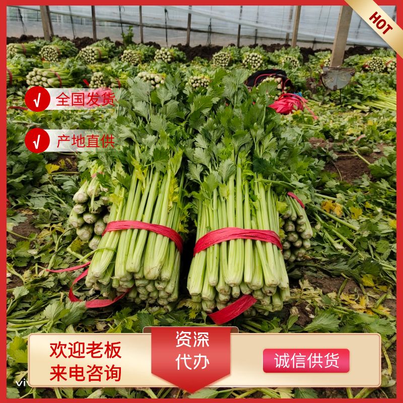 夏邑大棚西芹，大量上市中，全国代发！