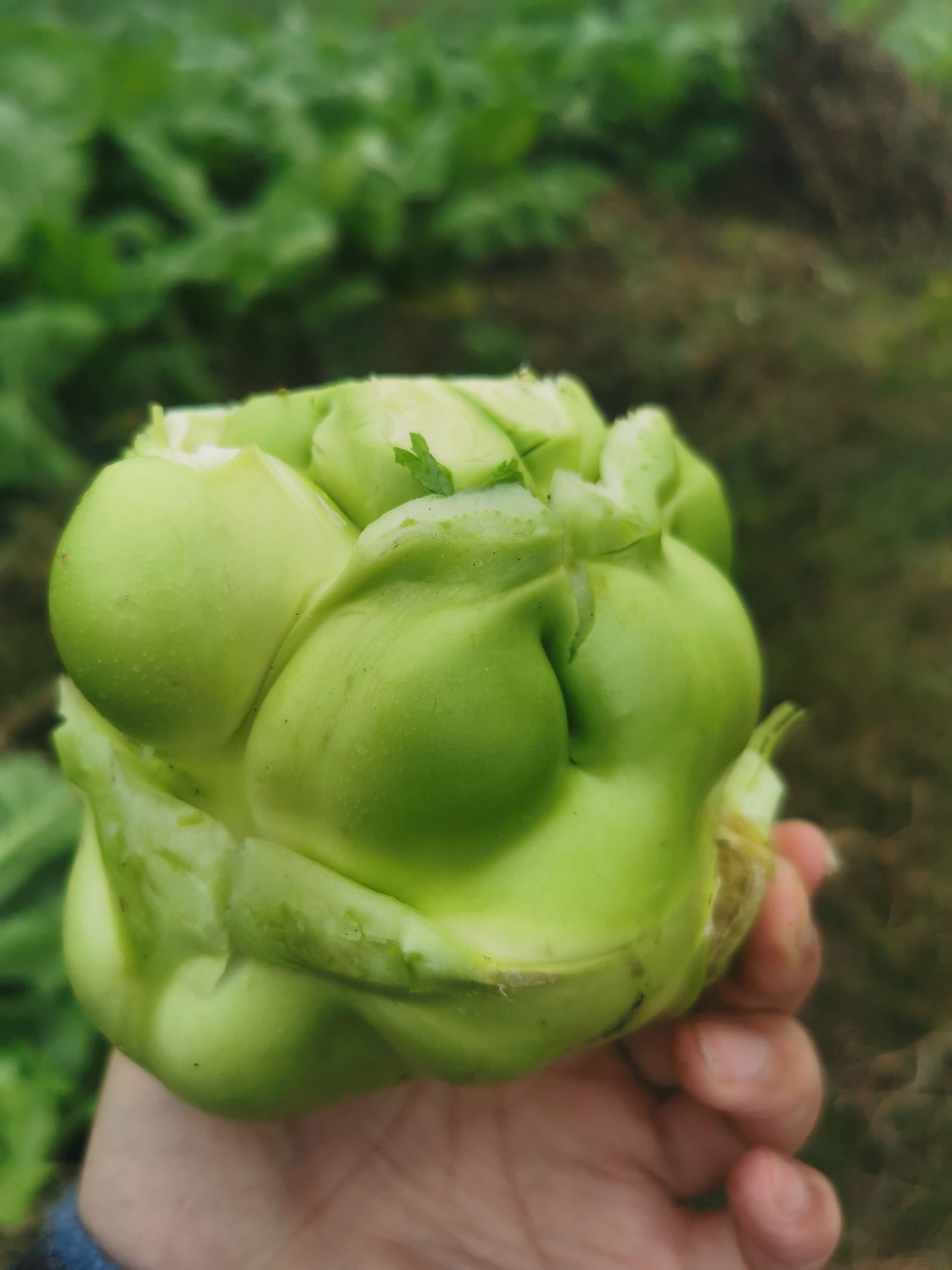 小叶榨菜，货源充足，市场绿通货，工厂货大量供应。