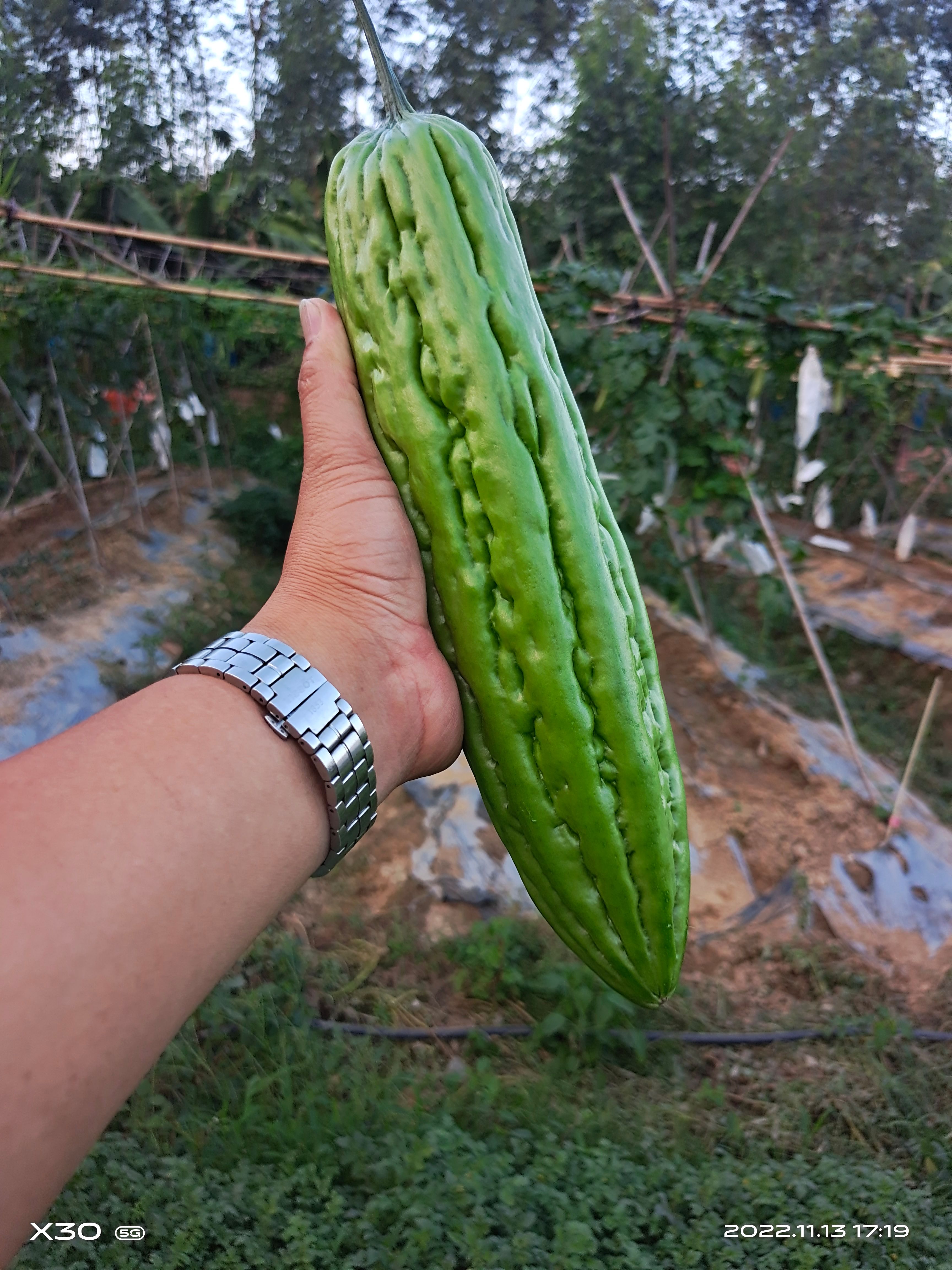 苦瓜苗  兴丰2号油瓜，中早熟，连续坐瓜，青绿光泽。