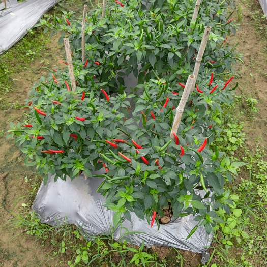 罗定市小米椒