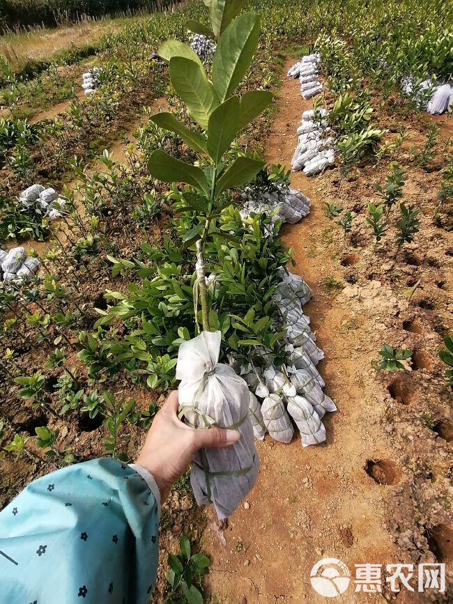 广东香水柠檬苗两年嫁接苗带土球发货可盆栽地栽庭院种植包邮