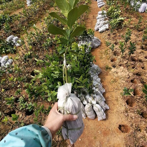 广东香水柠檬苗两年嫁接苗带土球发货可盆栽地栽庭院种植包邮