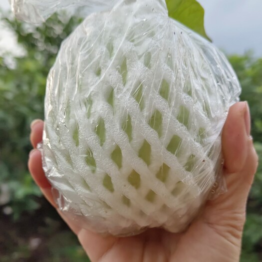 北流市产地白心芭乐番石榴大量上市，价格优惠，量大优先