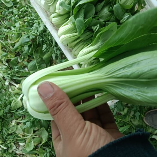 南通上海青