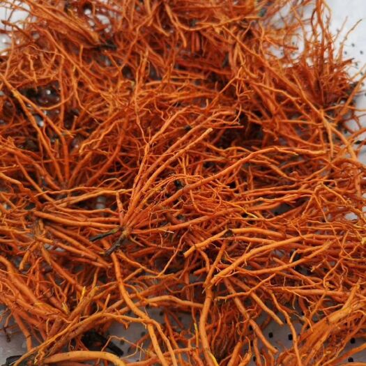 丽江红根蚕豆 大花胡麻草新鲜根